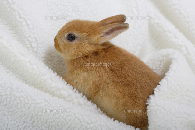 うさぎ[10131053501]の写真・イラスト素材｜アマナイメージズ