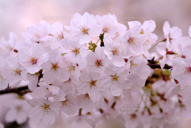 桜 ソメイヨシノ[10131056419]の写真・イラスト素材｜アマナイメージズ