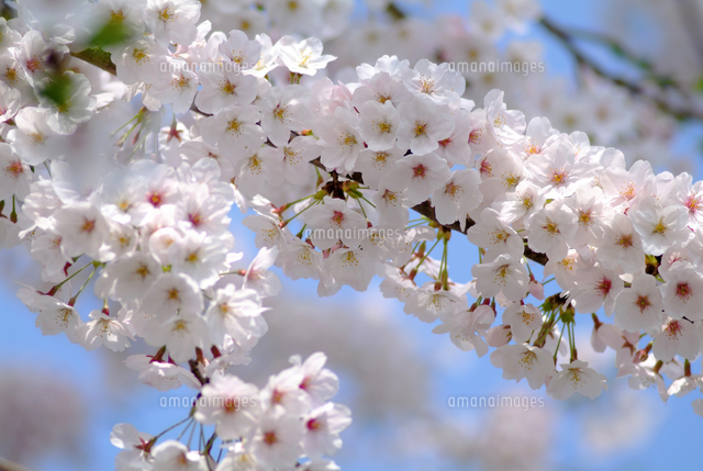 桜 ソメイヨシノ[10131056419]の写真・イラスト素材｜アマナイメージズ