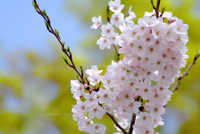 桜 ソメイヨシノ[10131056419]の写真・イラスト素材｜アマナイメージズ