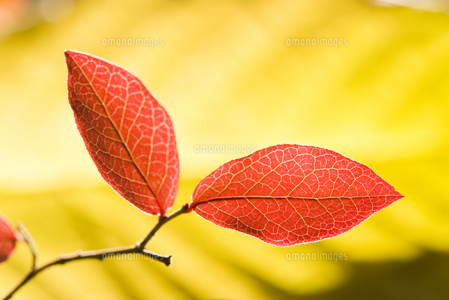 紅葉する葉 の写真素材 イラスト素材 アマナイメージズ