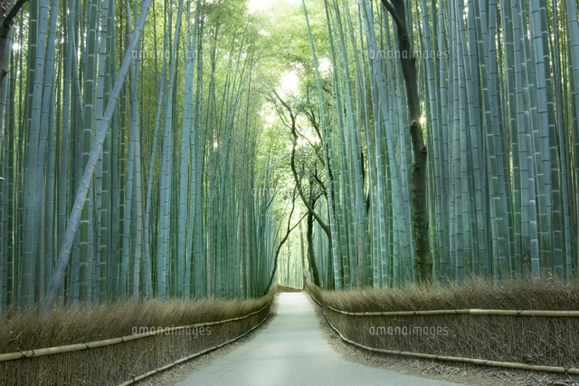竹林[10131059483]の写真・イラスト素材｜アマナイメージズ