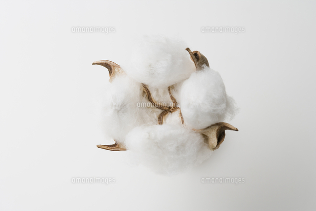 コットン の写真素材 イラスト素材 アマナイメージズ