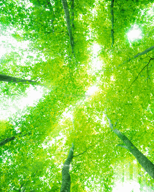 水彩画 風景画　新緑　皐月　若葉　自然の風景 癒し　木製フレーム 水彩画 風景画 新緑 皐月 若葉 自然の風景 癒し 木製フレーム