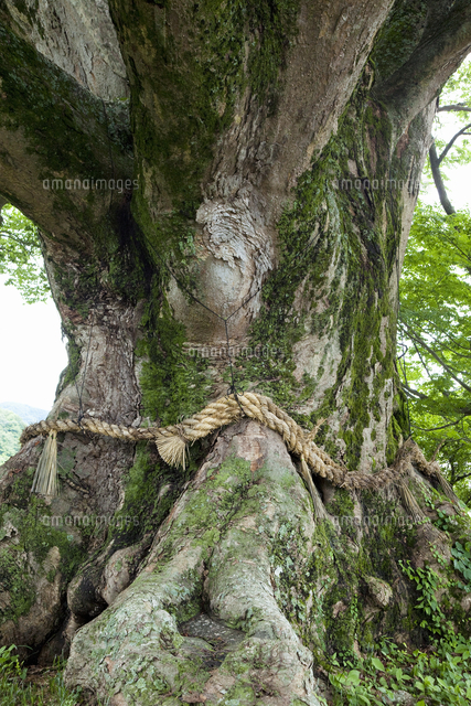野間の大ケヤキ の写真素材 イラスト素材 アマナイメージズ