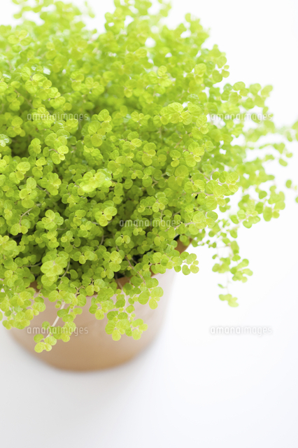 鉢植えのベビーティアーズ の写真素材 イラスト素材 アマナイメージズ