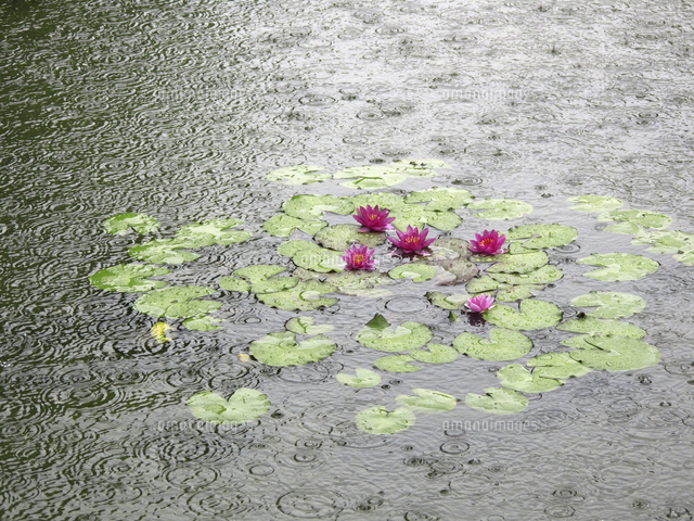 雨に打たれる公園の睡蓮 の写真素材 イラスト素材 アマナイメージズ