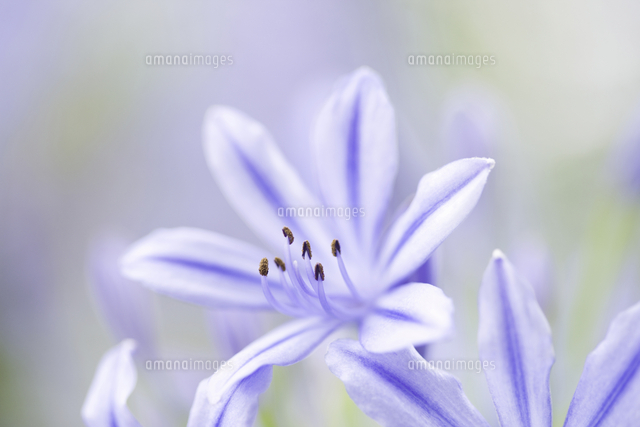 アガパンサスの花 の写真素材 イラスト素材 アマナイメージズ アガパンサスの花 の写真素材 イラスト素材 アマナイメージズ