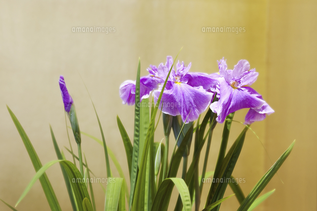 花菖蒲と金屏風[10131073367]の写真・イラスト素材｜アマナイメージズ