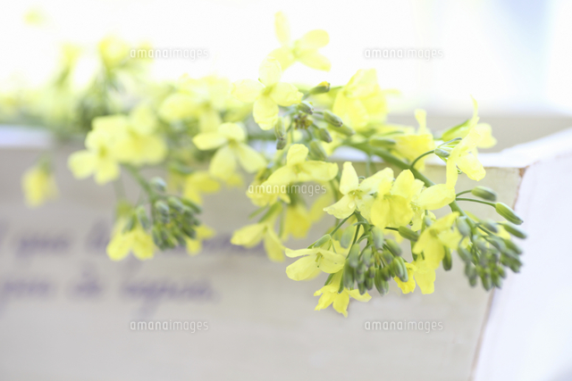 ブロッコリｰの黄色い花とカントリｰ雑貨 の写真素材 イラスト素材 アマナイメージズ