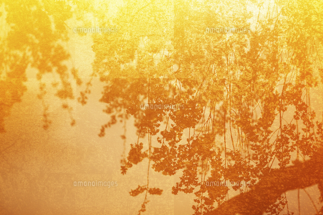 金屏風と桜のバックグラウンド の写真素材 イラスト素材 アマナイメージズ