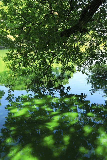 水面に写る青葉 の写真素材 イラスト素材 アマナイメージズ