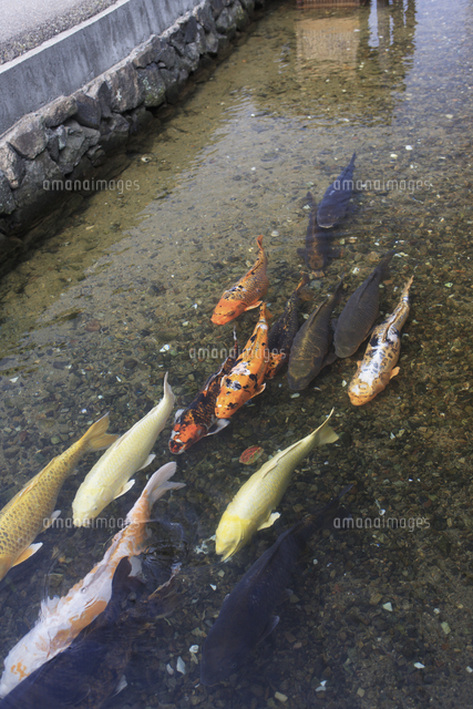 萩 藍場川の鯉 の写真素材 イラスト素材 アマナイメージズ