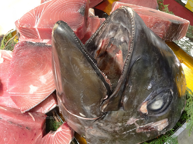 マグロの頭と赤身 の写真素材 イラスト素材 アマナイメージズ マグロの頭と赤身 の写真素材 イラスト素材 アマナイメージズ