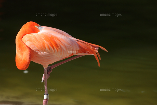 フラミンゴ の写真素材 イラスト素材 アマナイメージズ