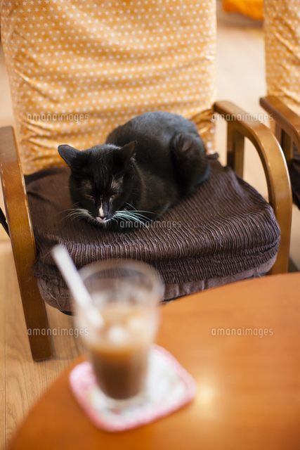 猫カフェのネコ の写真素材 イラスト素材 アマナイメージズ 猫カフェのネコ の写真素材 イラスト素材 アマナイメージズ
