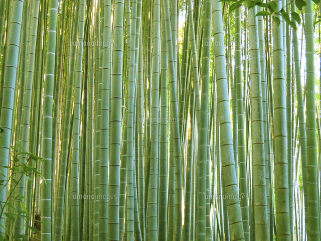 竹林 の写真素材 イラスト素材 アマナイメージズ