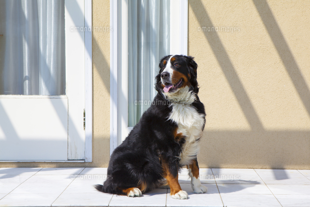 バーニーズマウンテンドッグ の写真素材 イラスト素材 アマナイメージズ