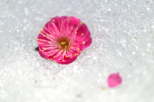 雪の上に落ちた赤い梅の花[10131423246]の写真・イラスト素材｜アマナ