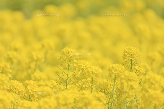 菜の花畑 の写真素材 イラスト素材 アマナイメージズ