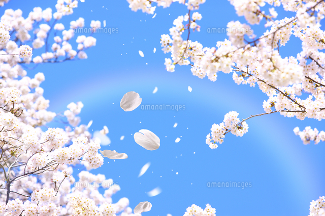 舞い散る桜の花 の写真素材 イラスト素材 アマナイメージズ