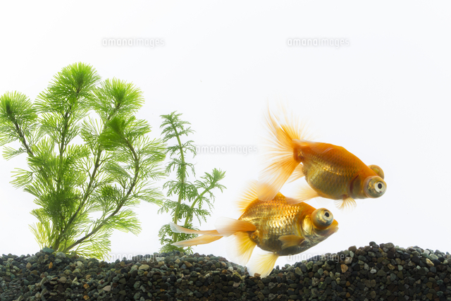 水槽で泳ぐ二匹の金魚 の写真素材 イラスト素材 アマナイメージズ