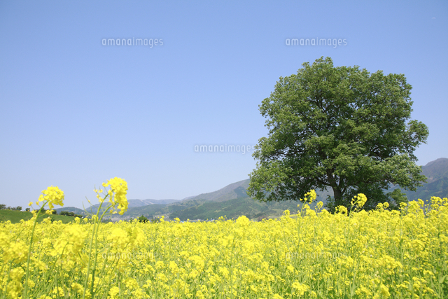 小沼の菜の花畑 の写真素材 イラスト素材 アマナイメージズ