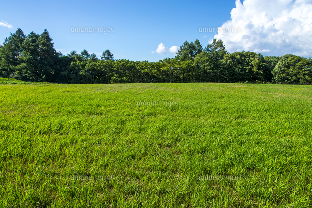 野原と森 の写真素材 イラスト素材 アマナイメージズ