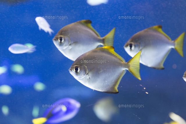 ヒメツバメウオの群れ の写真素材 イラスト素材 アマナイメージズ