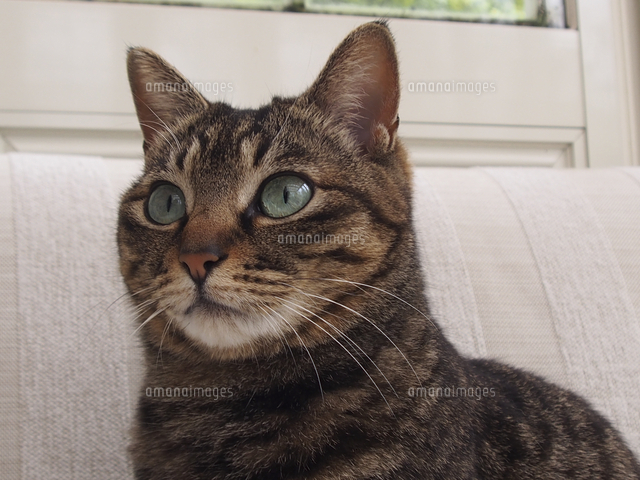 キジトラの猫 の写真素材 イラスト素材 アマナイメージズ