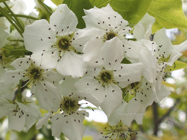 梨の花 の写真素材 イラスト素材 アマナイメージズ