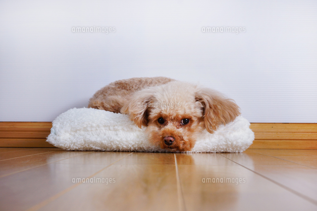 フローリングを見てるトイプードル の写真素材 イラスト素材 アマナイメージズ