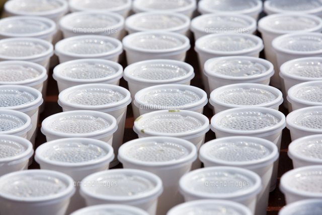 炊き出し訓練の紙コップ の写真素材 イラスト素材 アマナイメージズ