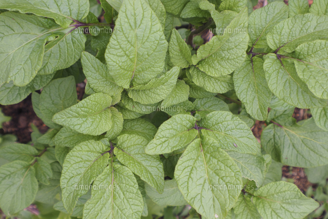 ジャガイモの葉 の写真素材 イラスト素材 アマナイメージズ