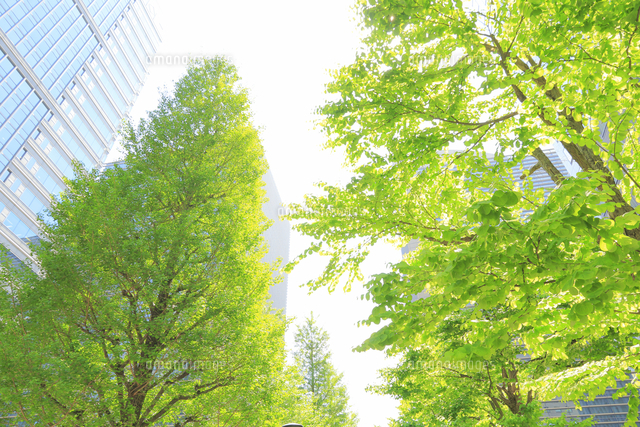 大手町の街路樹の新緑 の写真素材 イラスト素材 アマナイメージズ