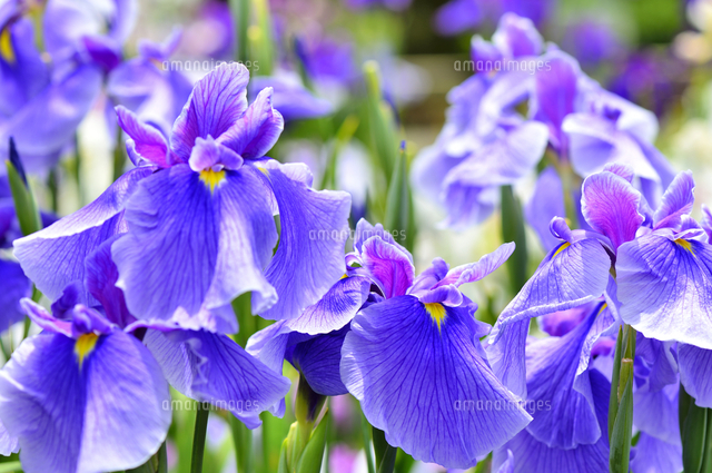菖蒲の花 の写真素材 イラスト素材 アマナイメージズ