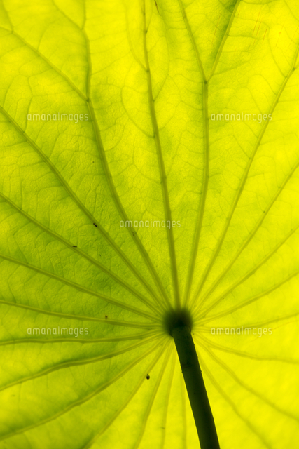 ハスの葉 の写真素材 イラスト素材 アマナイメージズ