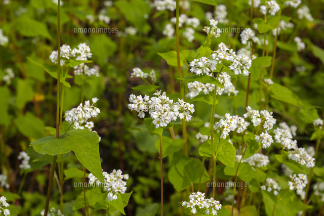 ちちぶ花見の里 ソバの花 の写真素材 イラスト素材 アマナイメージズ