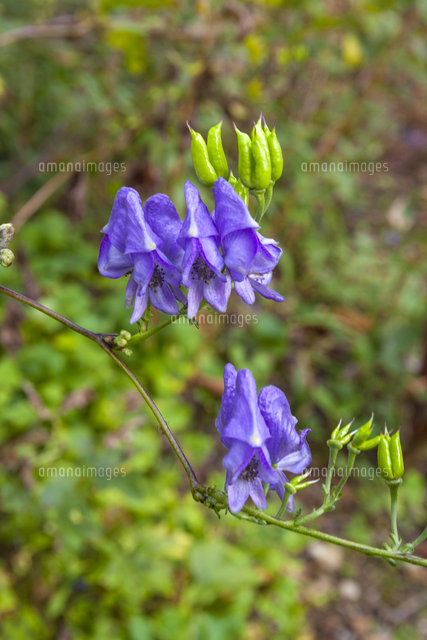 ヤマトリカブト の写真素材 イラスト素材 アマナイメージズ