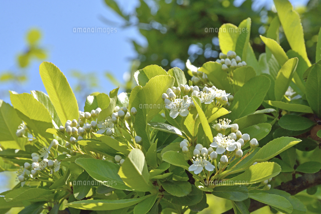 トキワサンザシ の写真素材 イラスト素材 アマナイメージズ トキワサンザシ の写真素材 イラスト素材 アマナイメージズ