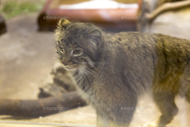 マヌルネコ の写真素材 イラスト素材 アマナイメージズ マヌルネコ の写真素材 イラスト素材 アマナイメージズ