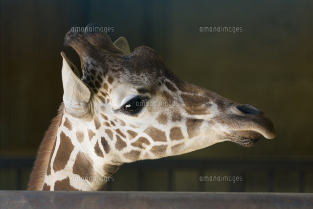 幼いキリンの横顔 の写真素材 イラスト素材 アマナイメージズ