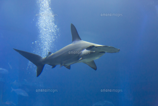 アカシュモクザメ の写真素材 イラスト素材 アマナイメージズ