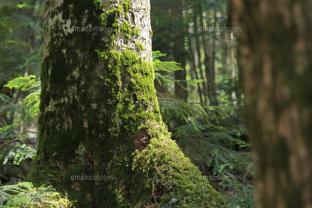 北八ヶ岳 苔の森 もののけの森[10131512617]の写真・イラスト素材