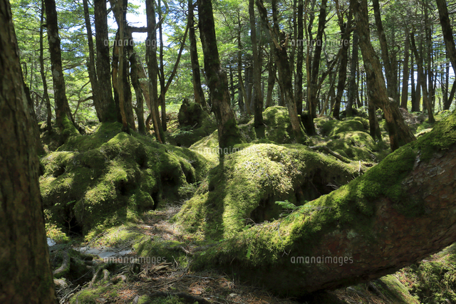 北八ヶ岳 苔の森 もののけの森[10131512617]の写真・イラスト素材