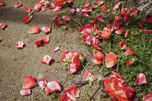 バラ園の手入れで落ちたバラの花びら[10131512823]の写真・イラスト 
