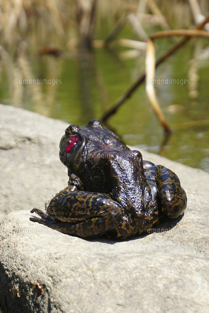 ガマガエル[10131518423]の写真・イラスト素材｜アマナイメージズ