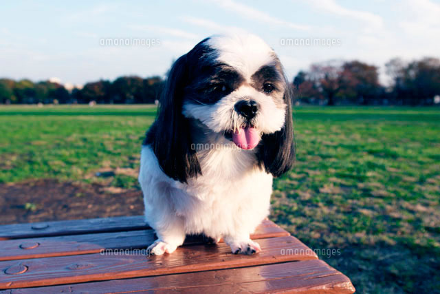 野原のベンチに座る犬 シーズー の写真素材 イラスト素材 アマナイメージズ 野原のベンチに座る犬 シーズー の写真素材 イラスト素材 アマナイメージズ