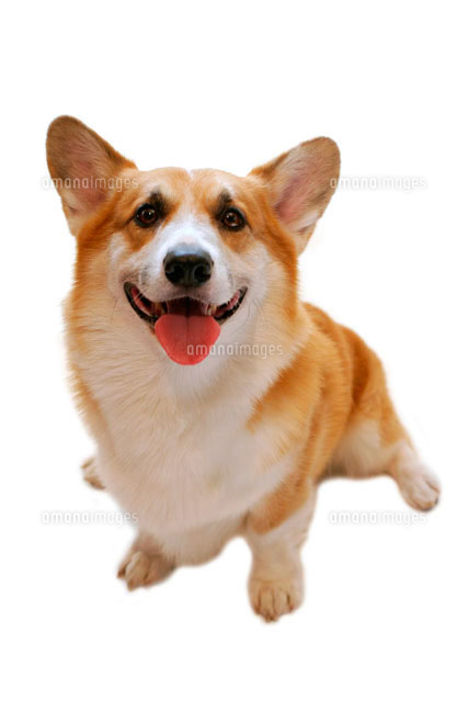 舌を出して座るコーギー の写真素材 イラスト素材 アマナイメージズ