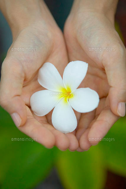 手のひらに包まれた白い花 の写真素材 イラスト素材 アマナイメージズ